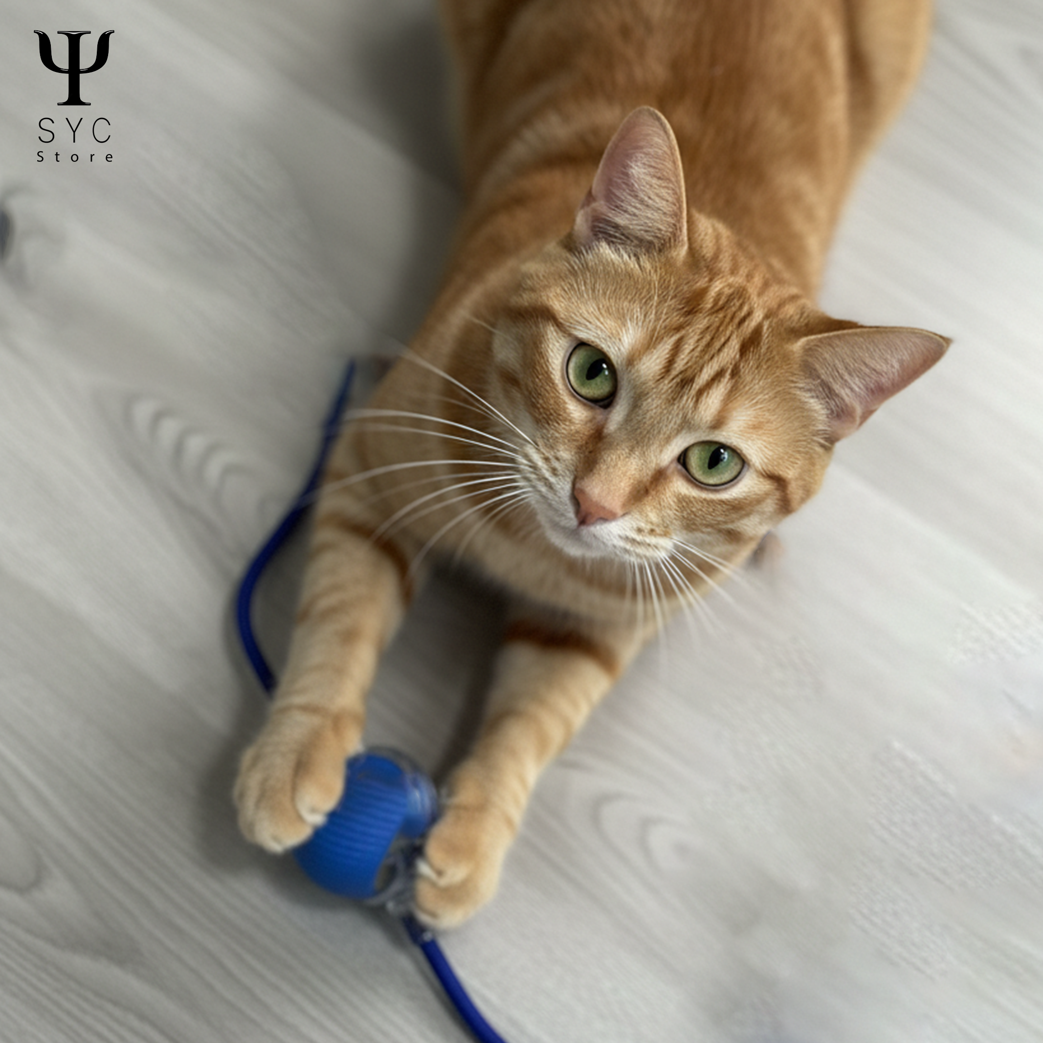 HappyTail™ Motion Ball – The Smart Play Buddy